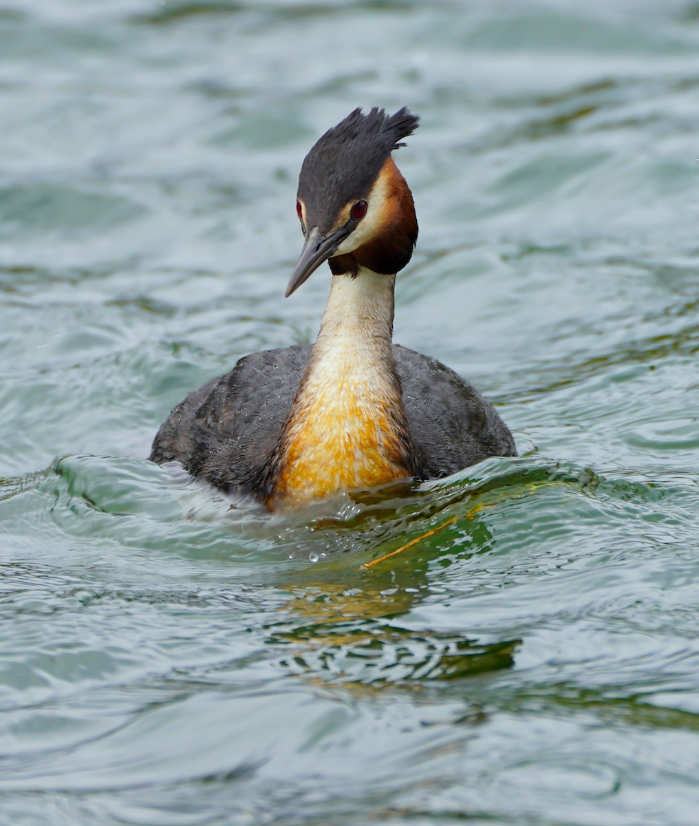 Great Crested Grebe - ML643017454