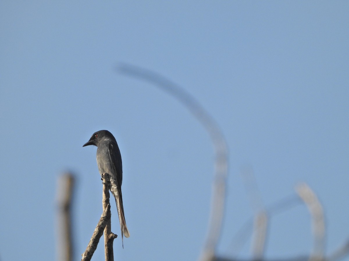 askedrongo - ML643017455