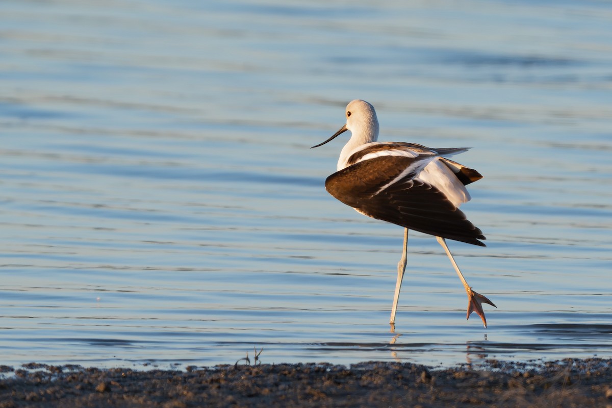 American Avocet - ML643017476