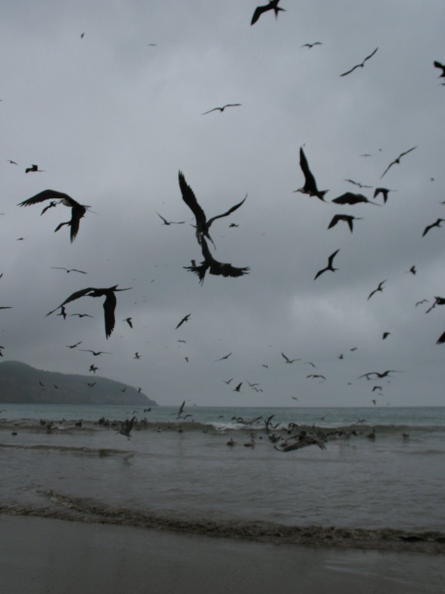 Magnificent Frigatebird - ML643017484