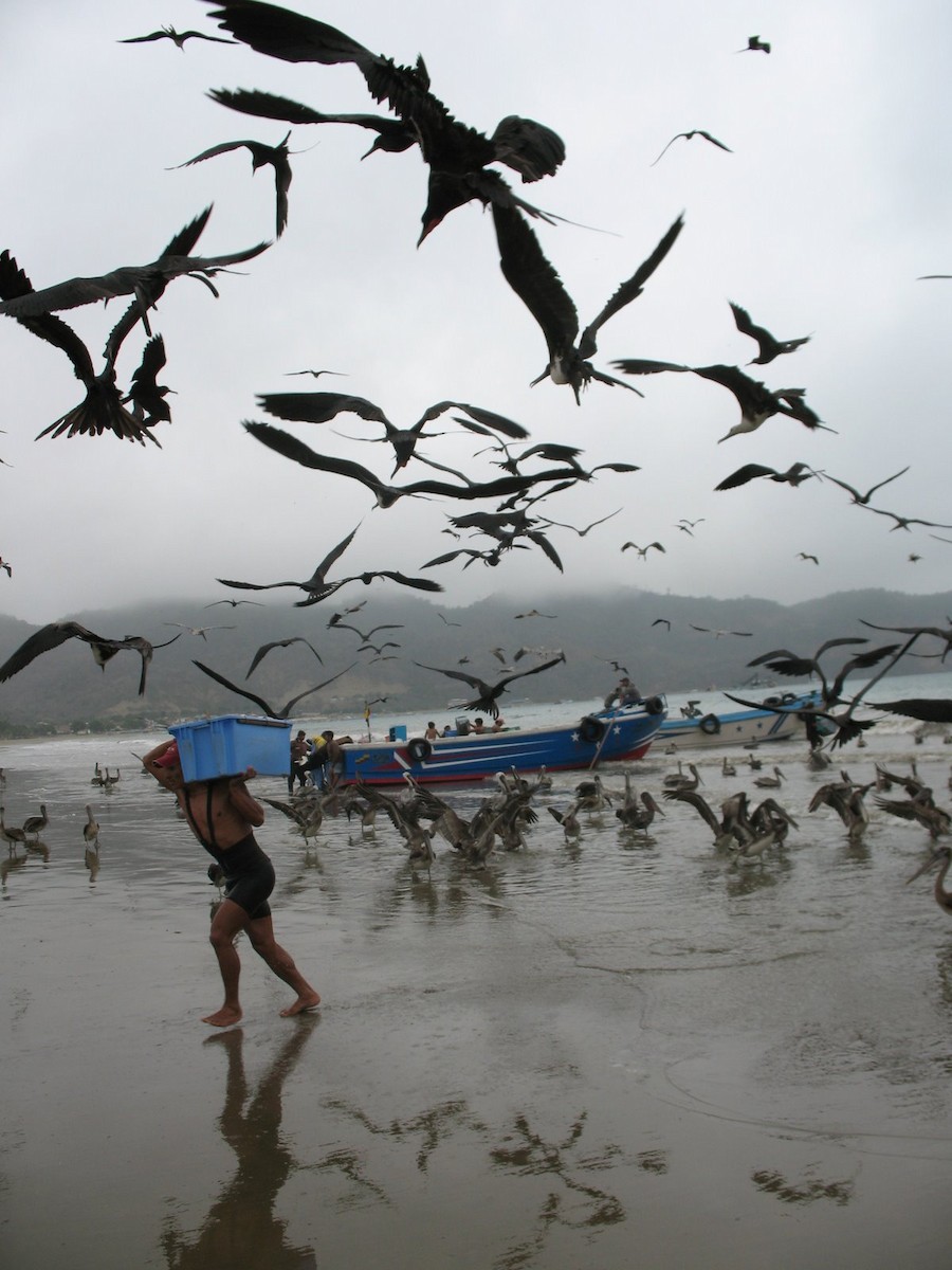 Magnificent Frigatebird - ML643017485