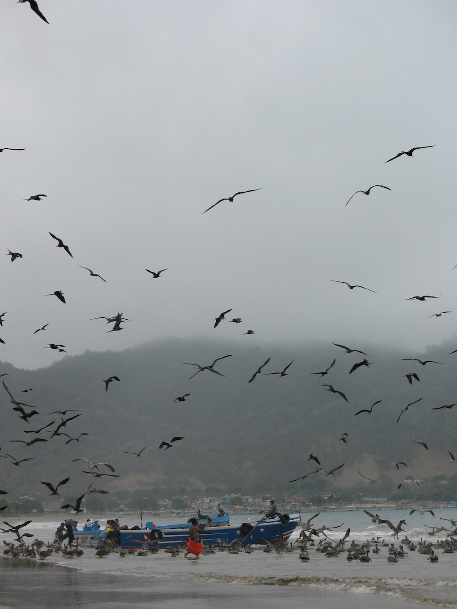 Magnificent Frigatebird - ML643017486