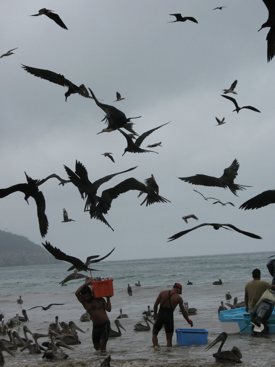 Magnificent Frigatebird - ML643017488