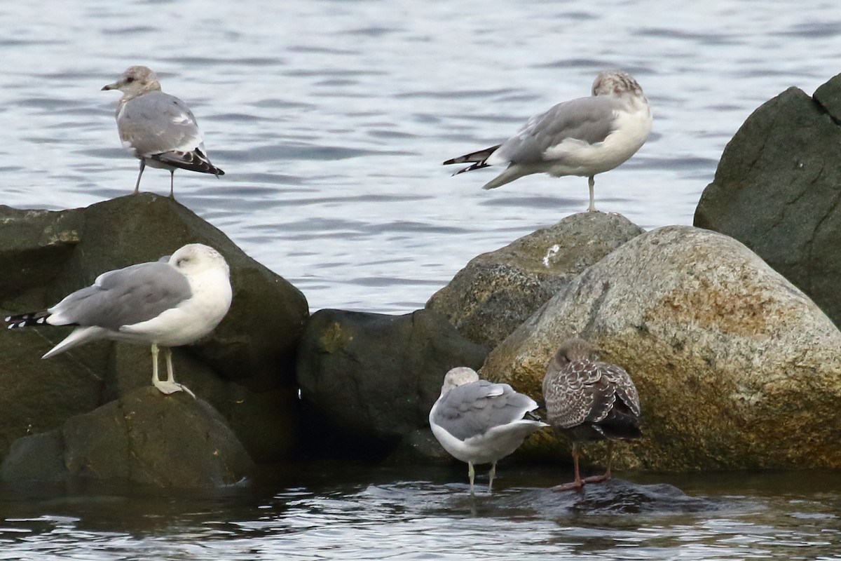 Short-billed Gull - ML643017492