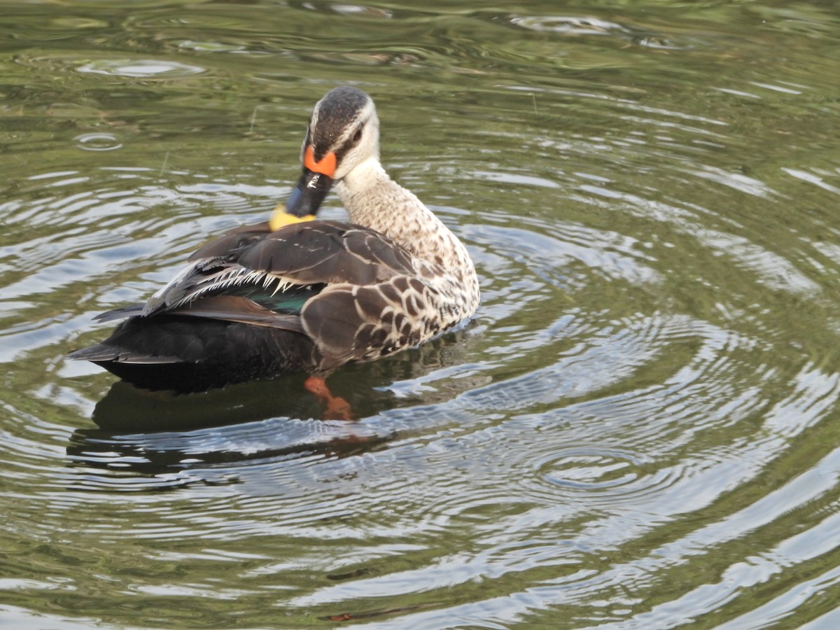 Indian Spot-billed Duck - ML643017494