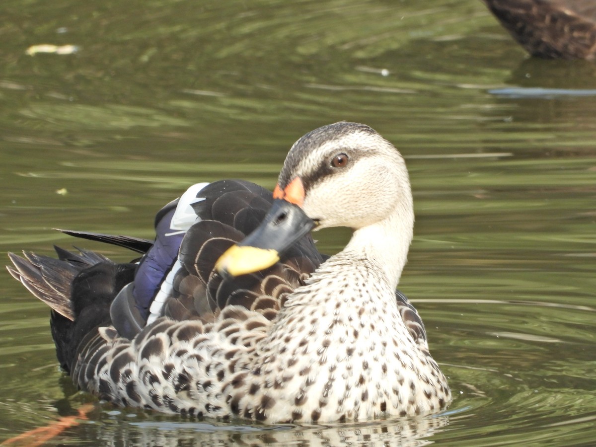 Indian Spot-billed Duck - ML643017495
