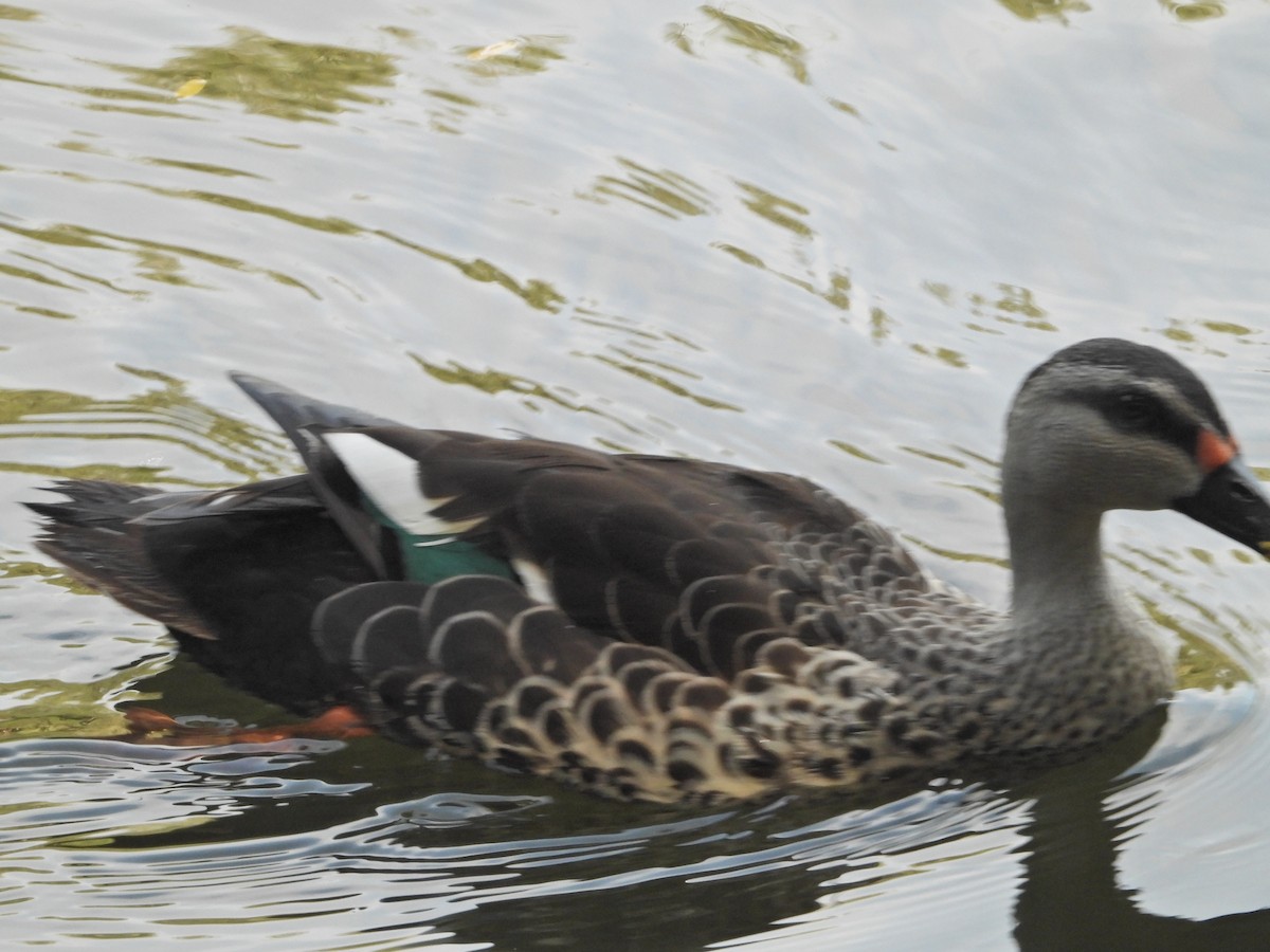 Indian Spot-billed Duck - ML643017496