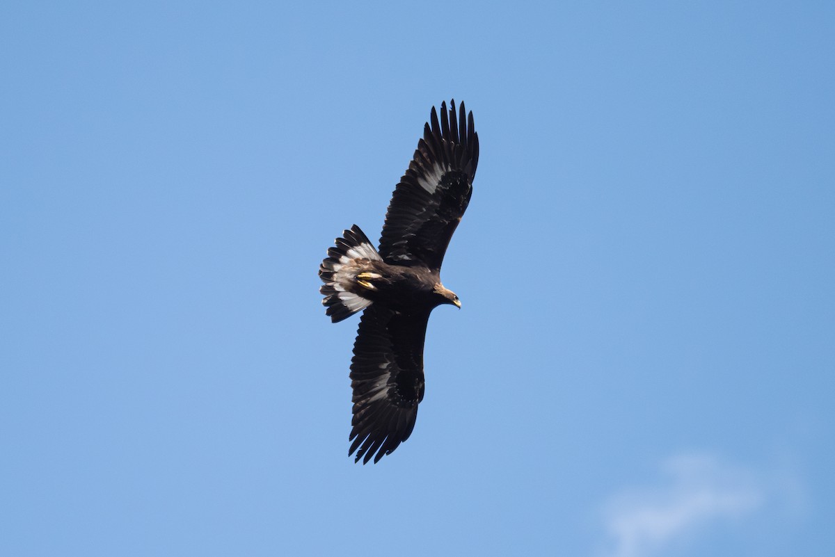 Golden Eagle - ML643017498