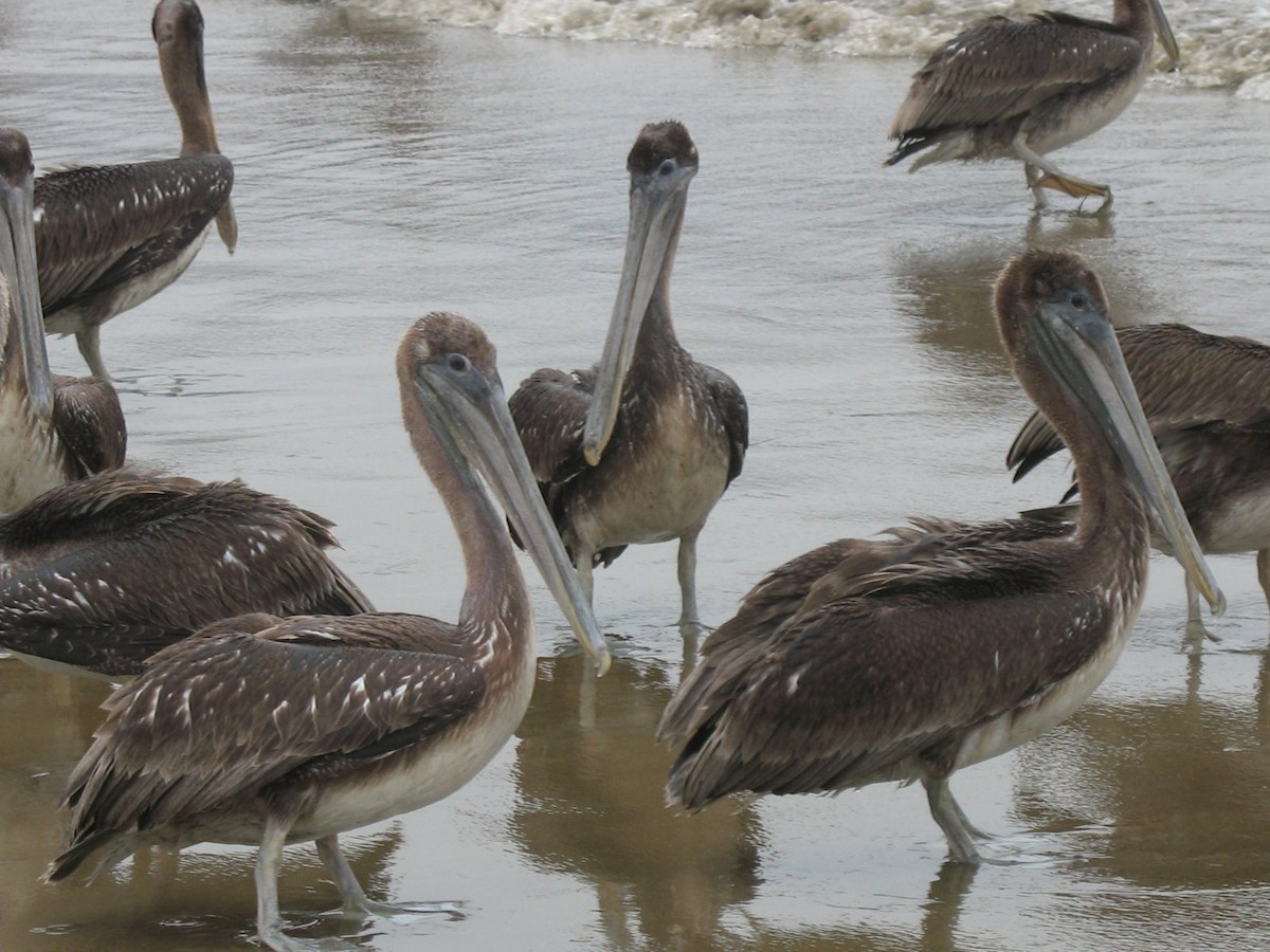 Brown Pelican - ML643017499