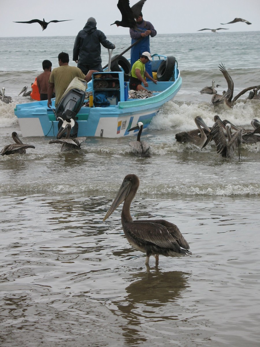 Brown Pelican - ML643017500