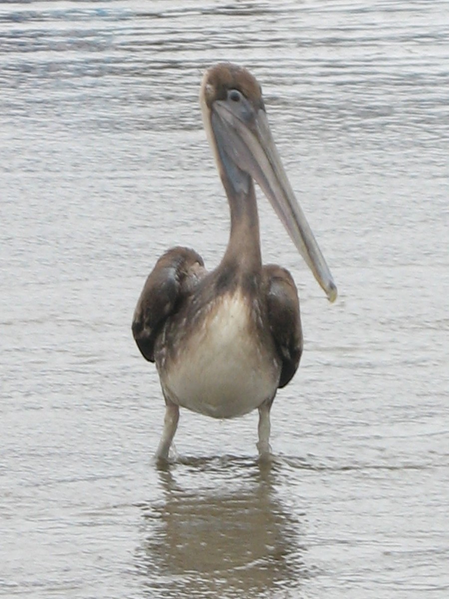 Brown Pelican - ML643017502