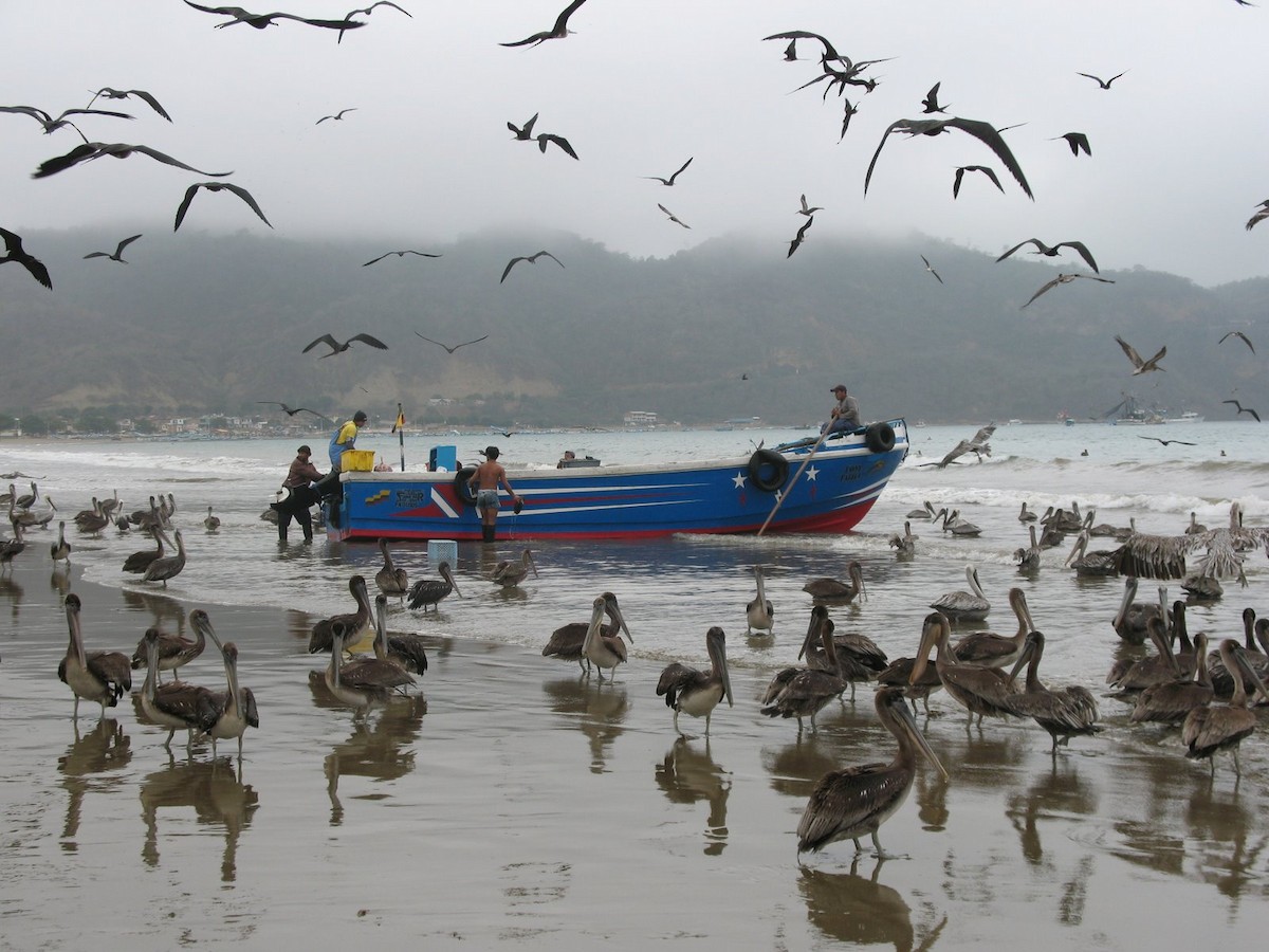 Brown Pelican - ML643017503