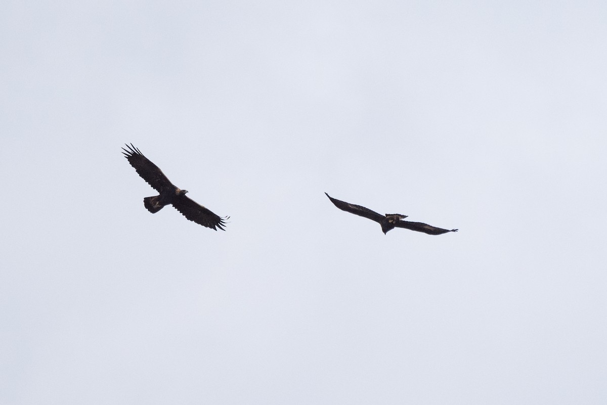 Golden Eagle - ML643017504