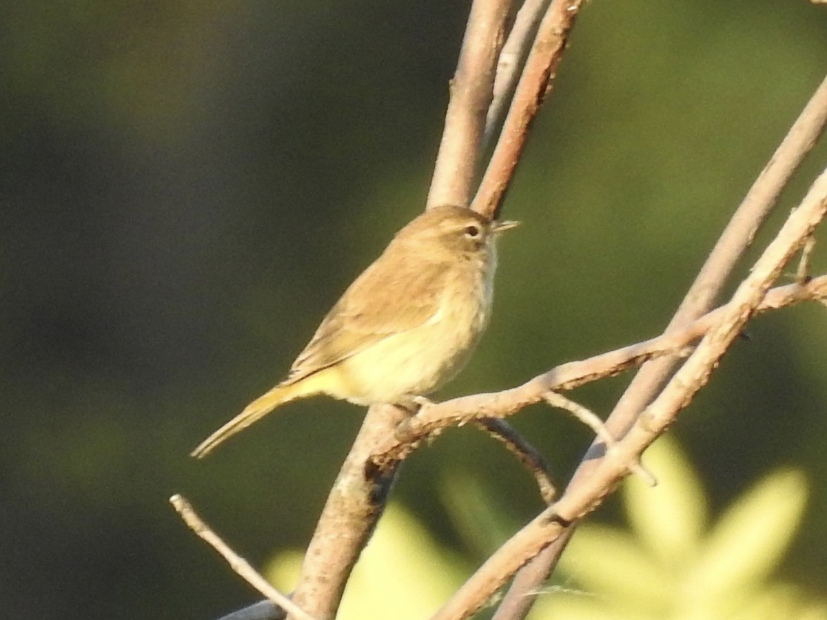 Palm Warbler - ML643017505