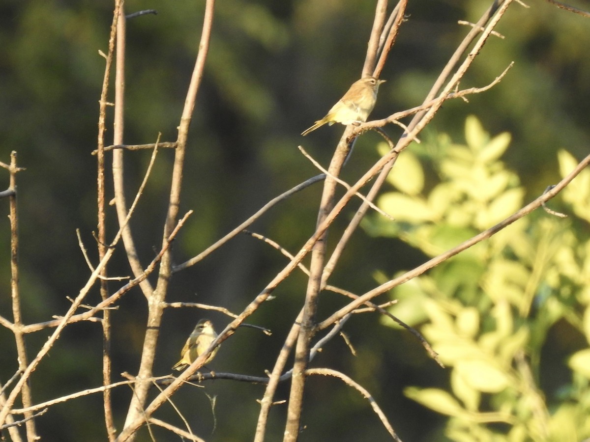 Palm Warbler - ML643017506
