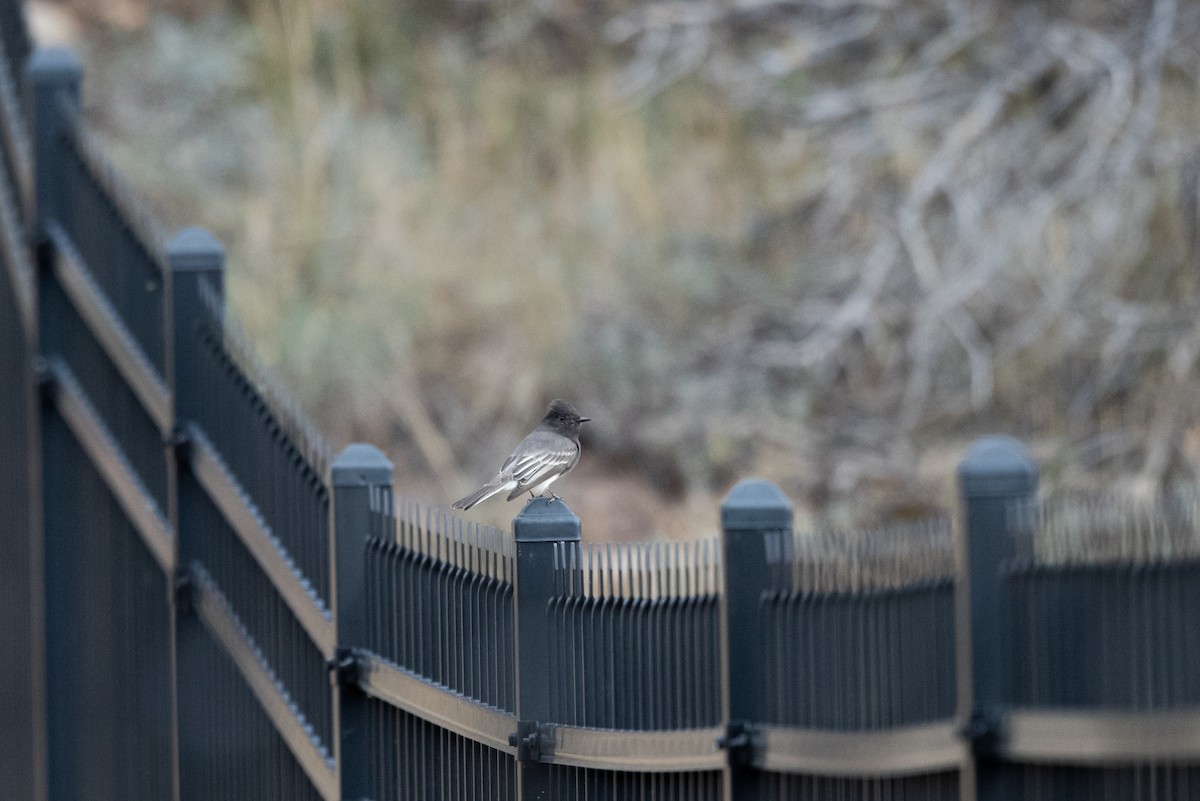 Black Phoebe - ML643017508