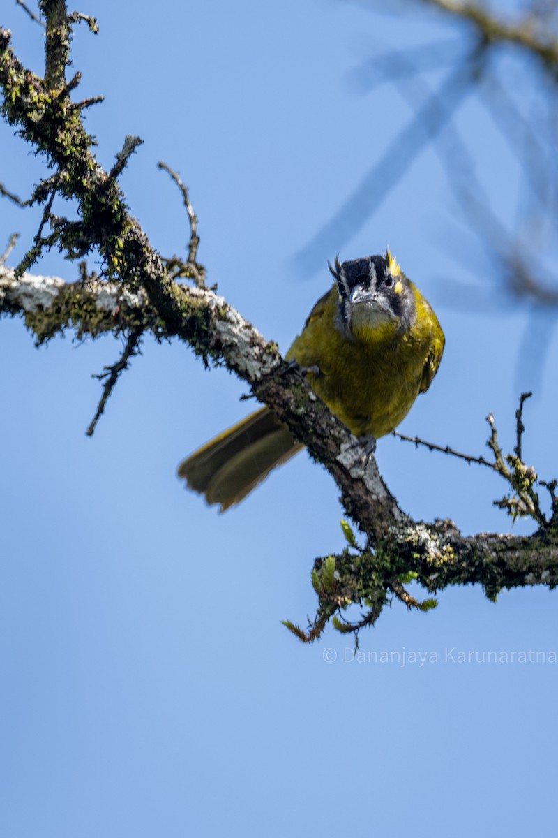 Yellow-eared Bulbul - ML643017509