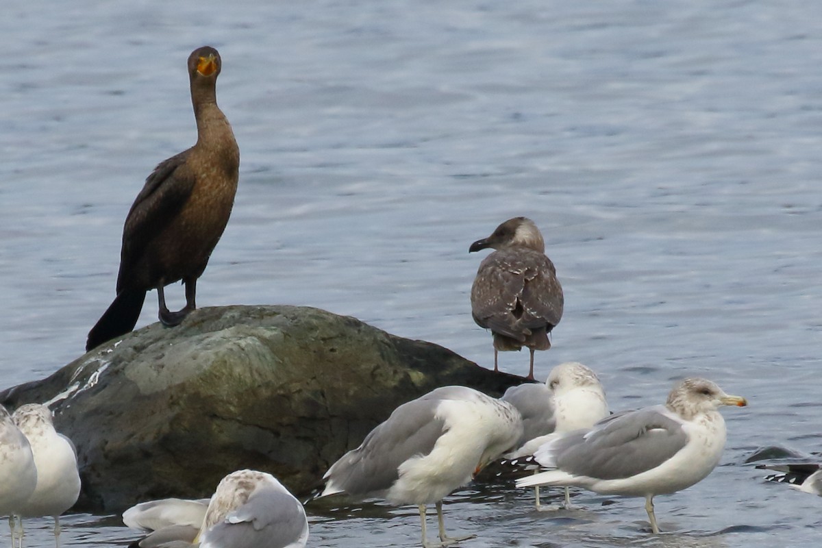 Glaucous-winged Gull - ML643017510