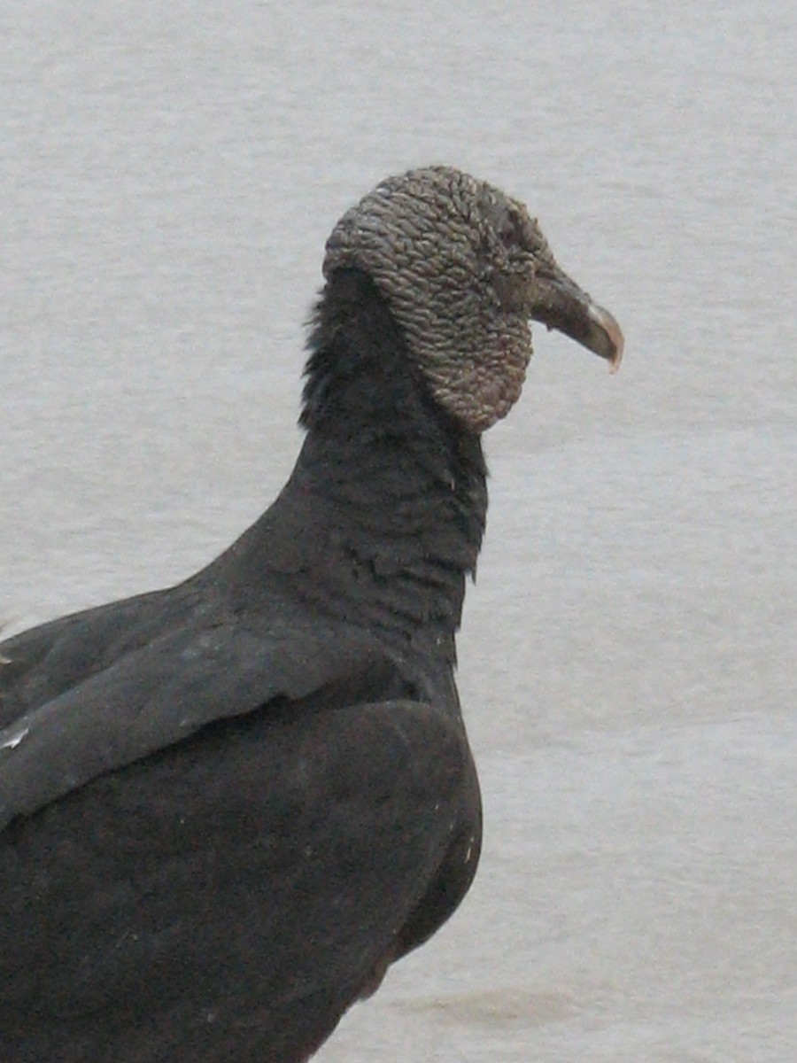 Black Vulture - ML643017512