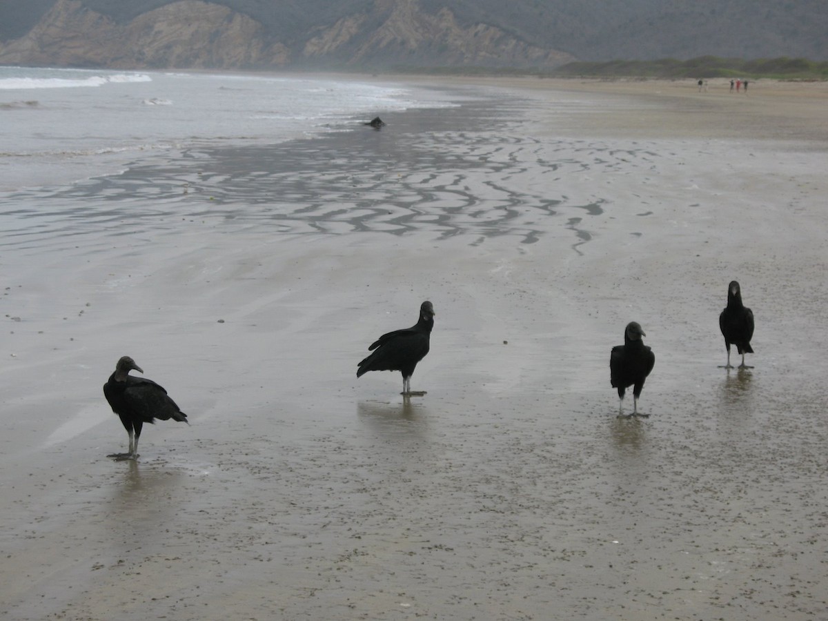 Black Vulture - ML643017513