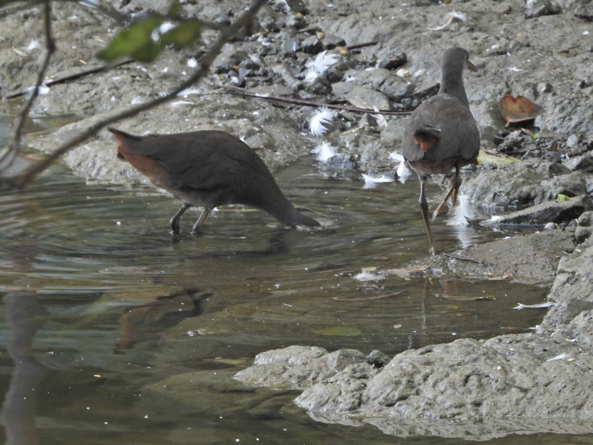White-breasted Waterhen - ML643017514