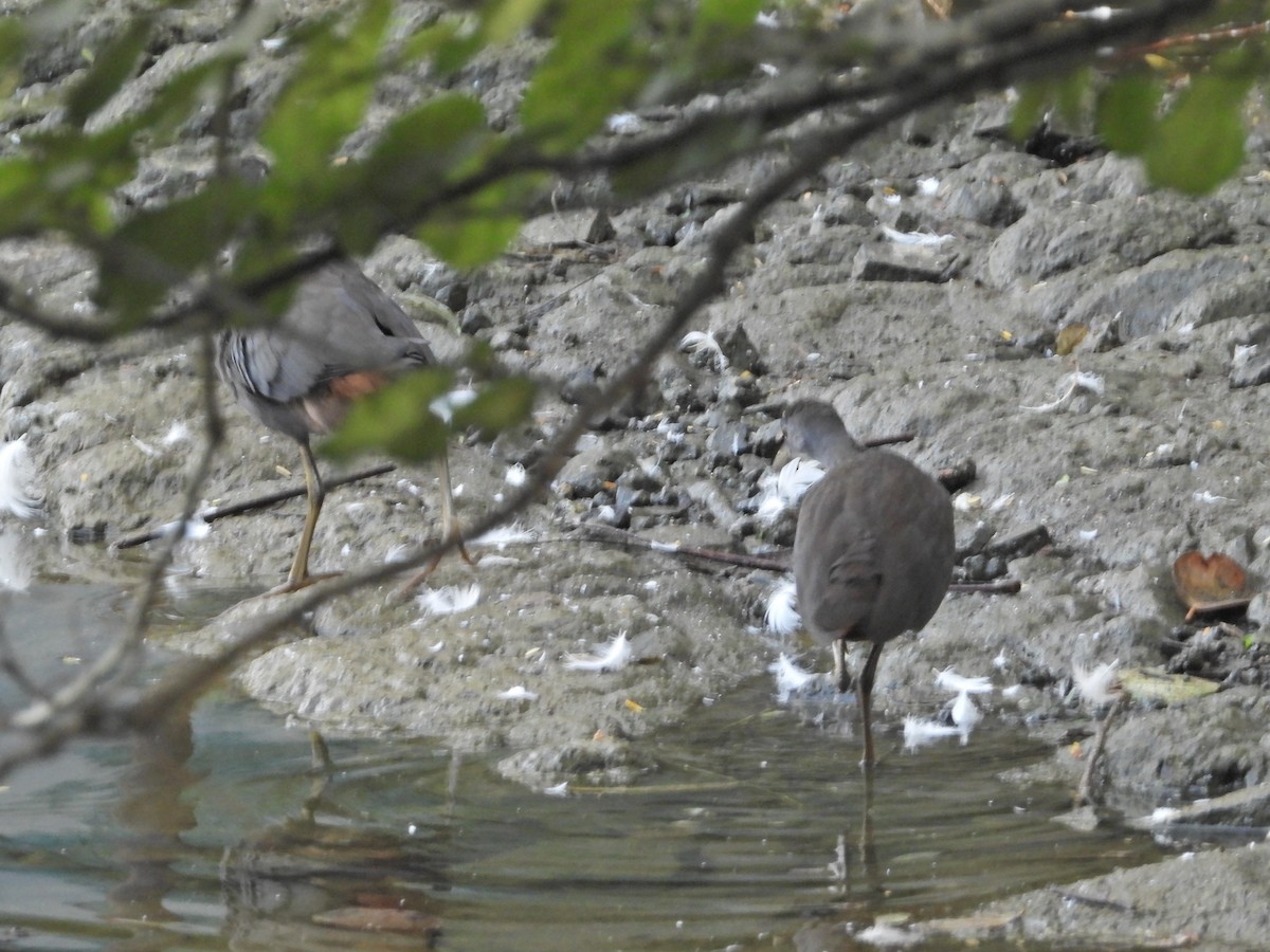 White-breasted Waterhen - ML643017515