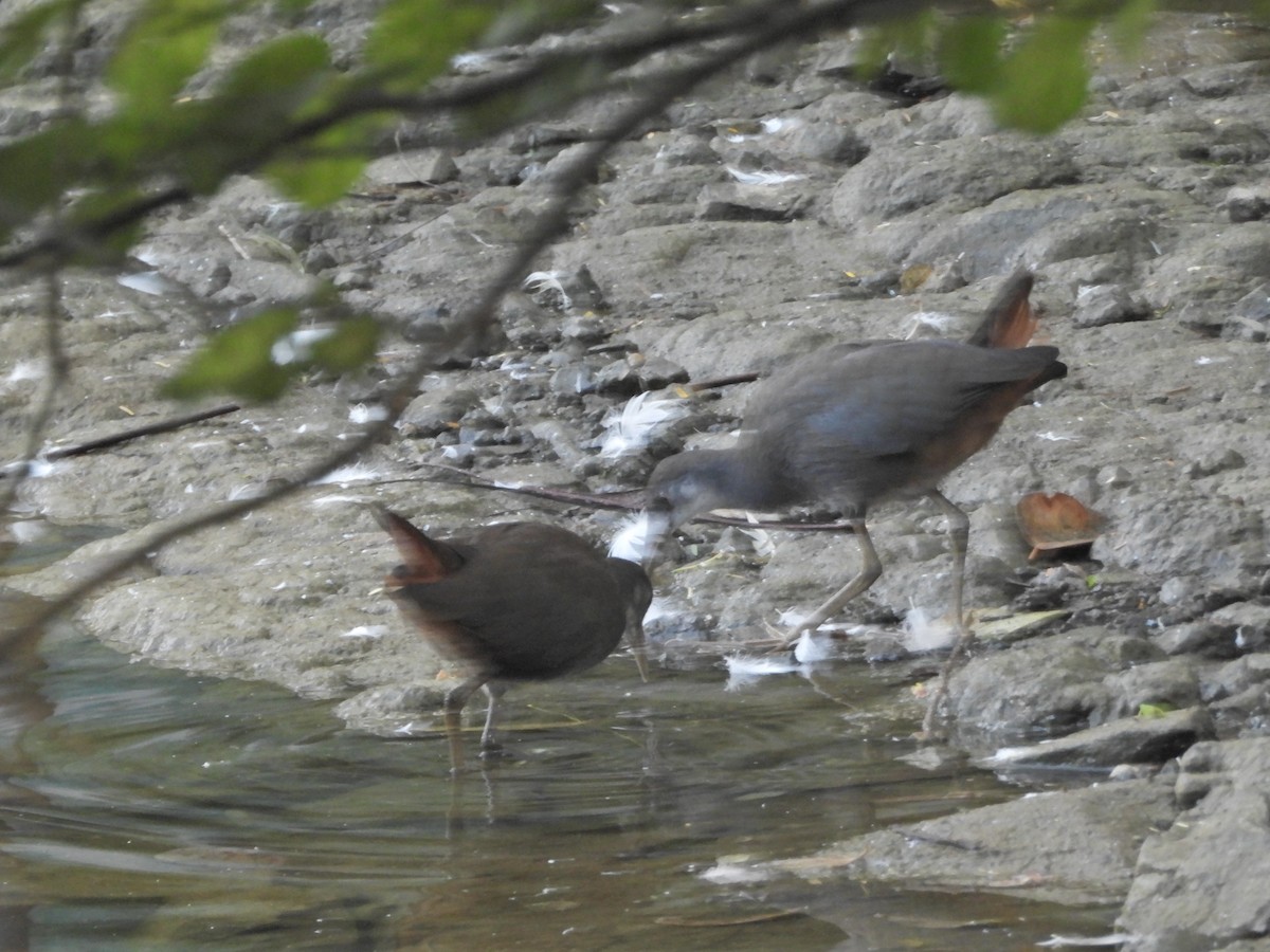 White-breasted Waterhen - ML643017516