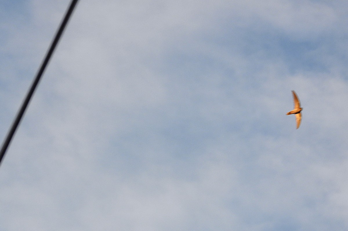 Australian Swiftlet - ML643017517