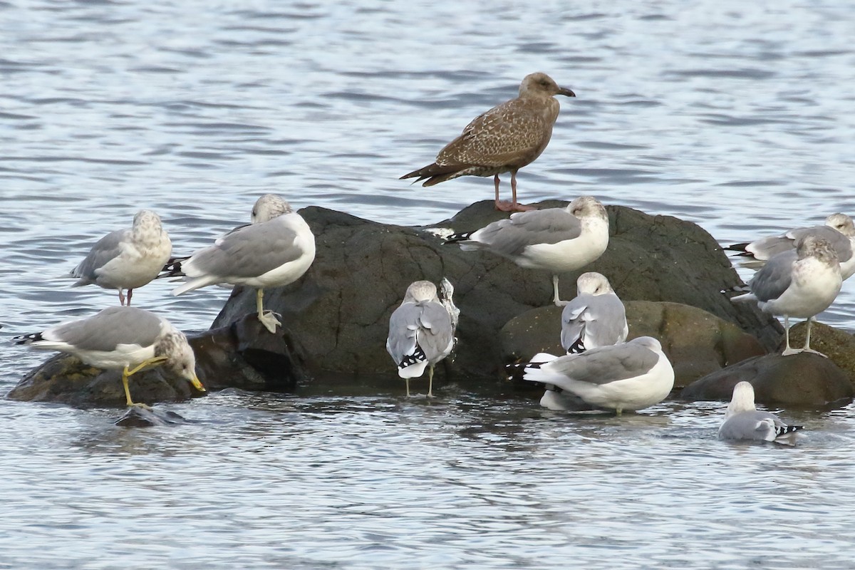 Glaucous-winged Gull - ML643017518