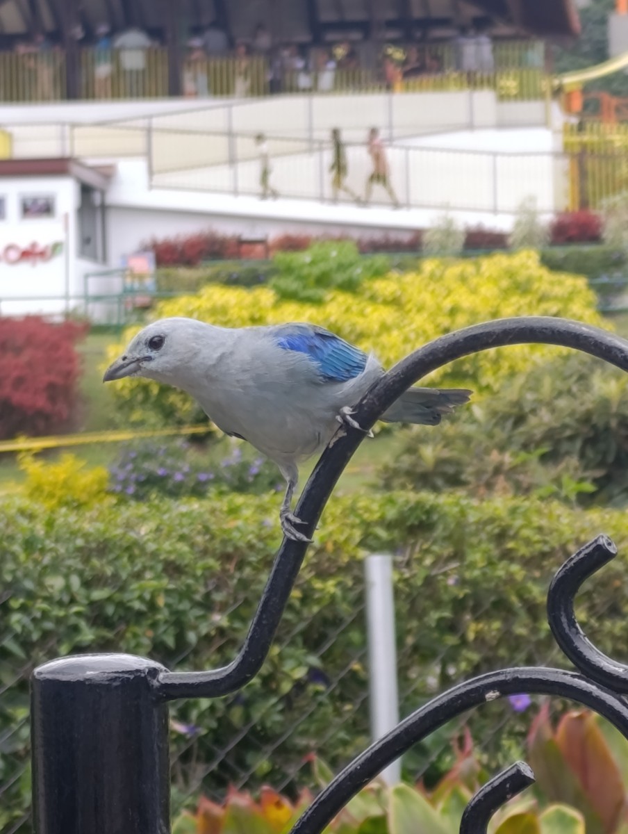 Blue-gray Tanager - ML643017519