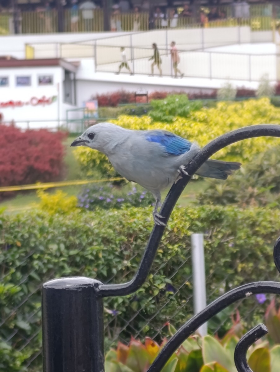 Blue-gray Tanager - ML643017520