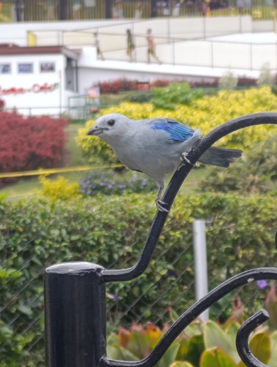 Blue-gray Tanager - ML643017521