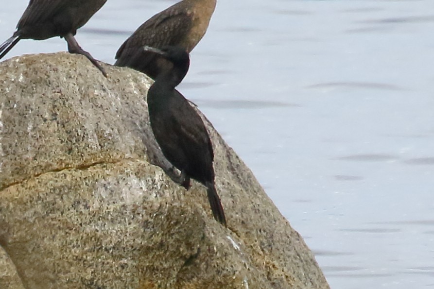 Brandt's Cormorant - ML643017522