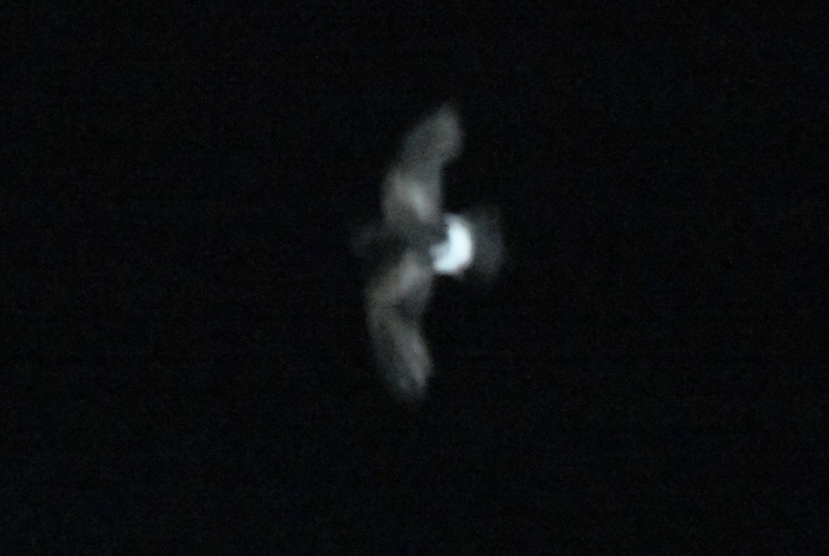 Wilson's Storm-Petrel - ML643017523