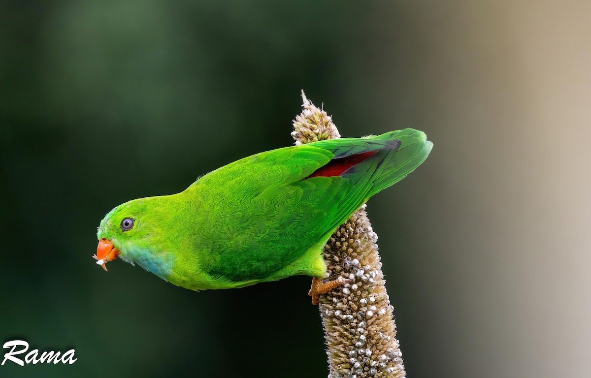 Vernal Hanging-Parrot - ML643017526