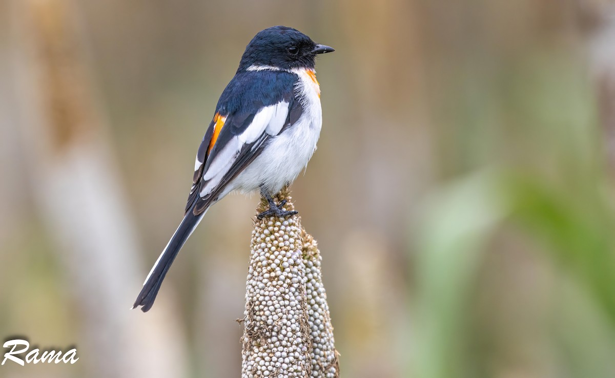 White-bellied Minivet - ML643017530