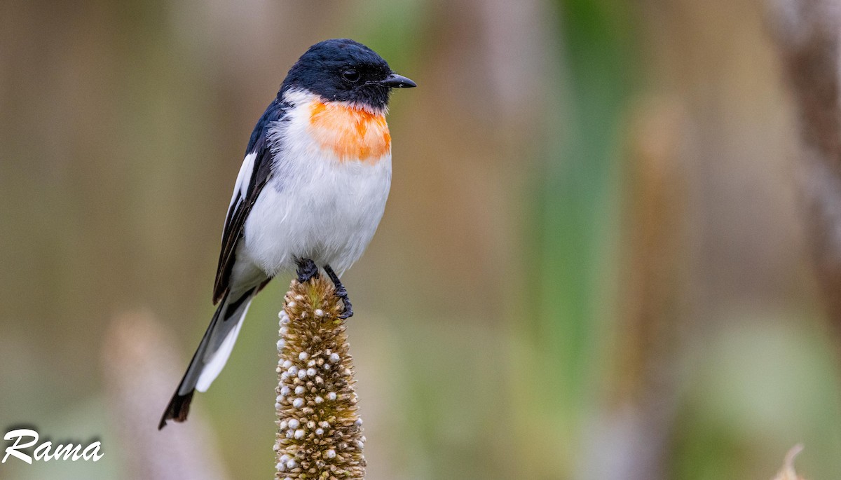 White-bellied Minivet - ML643017539