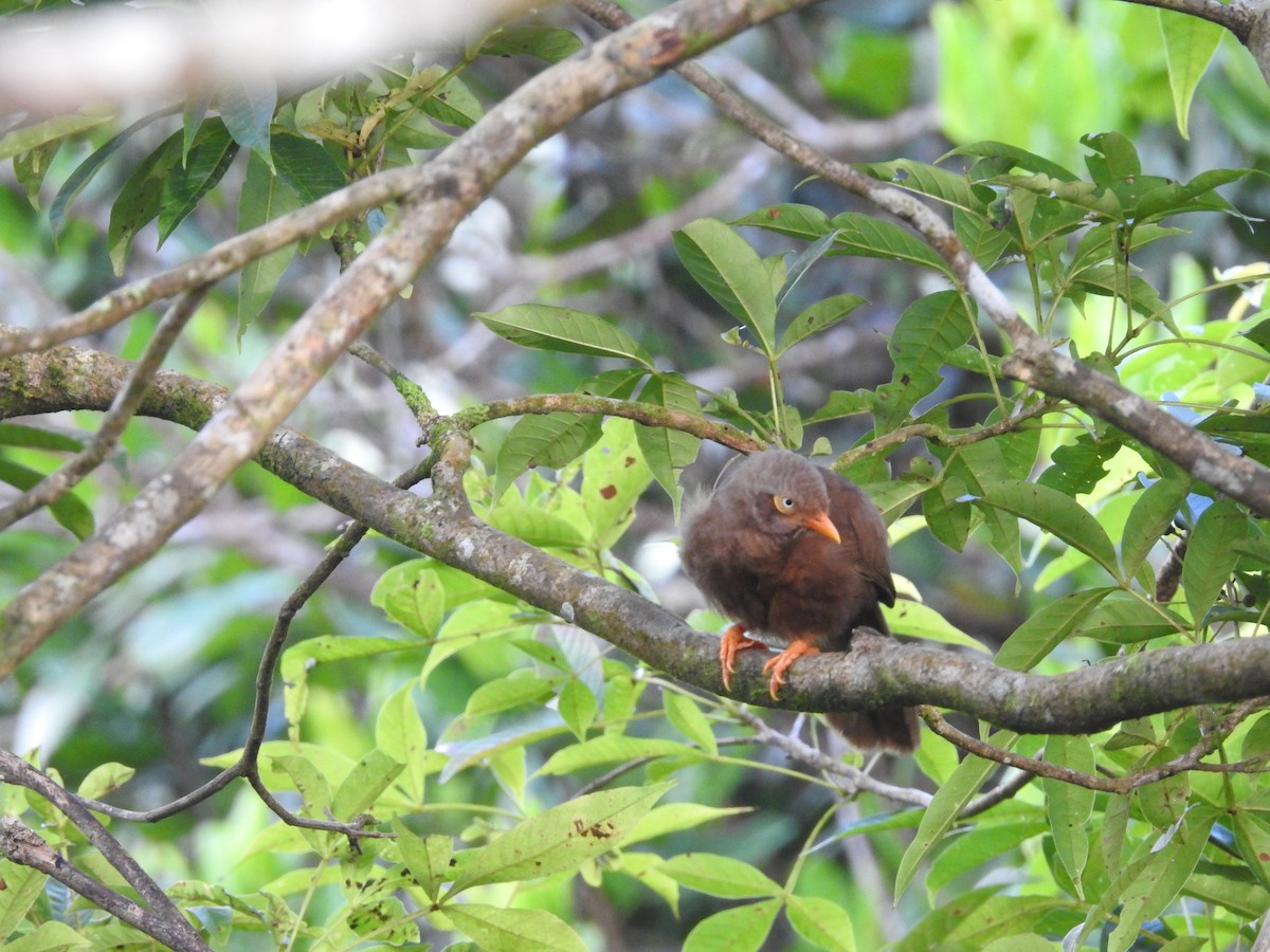 Orange-billed Babbler - ML643017551