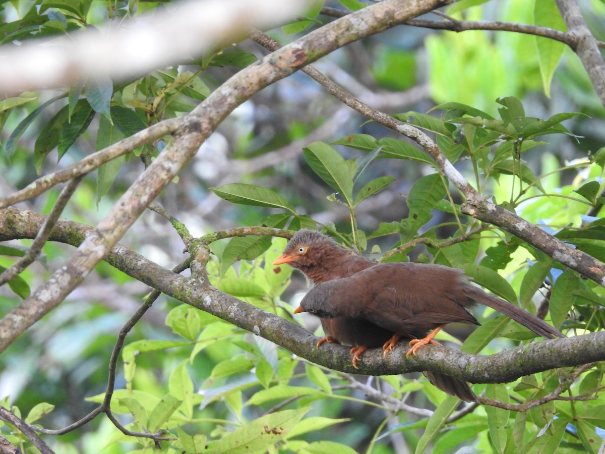 Orange-billed Babbler - ML643017552
