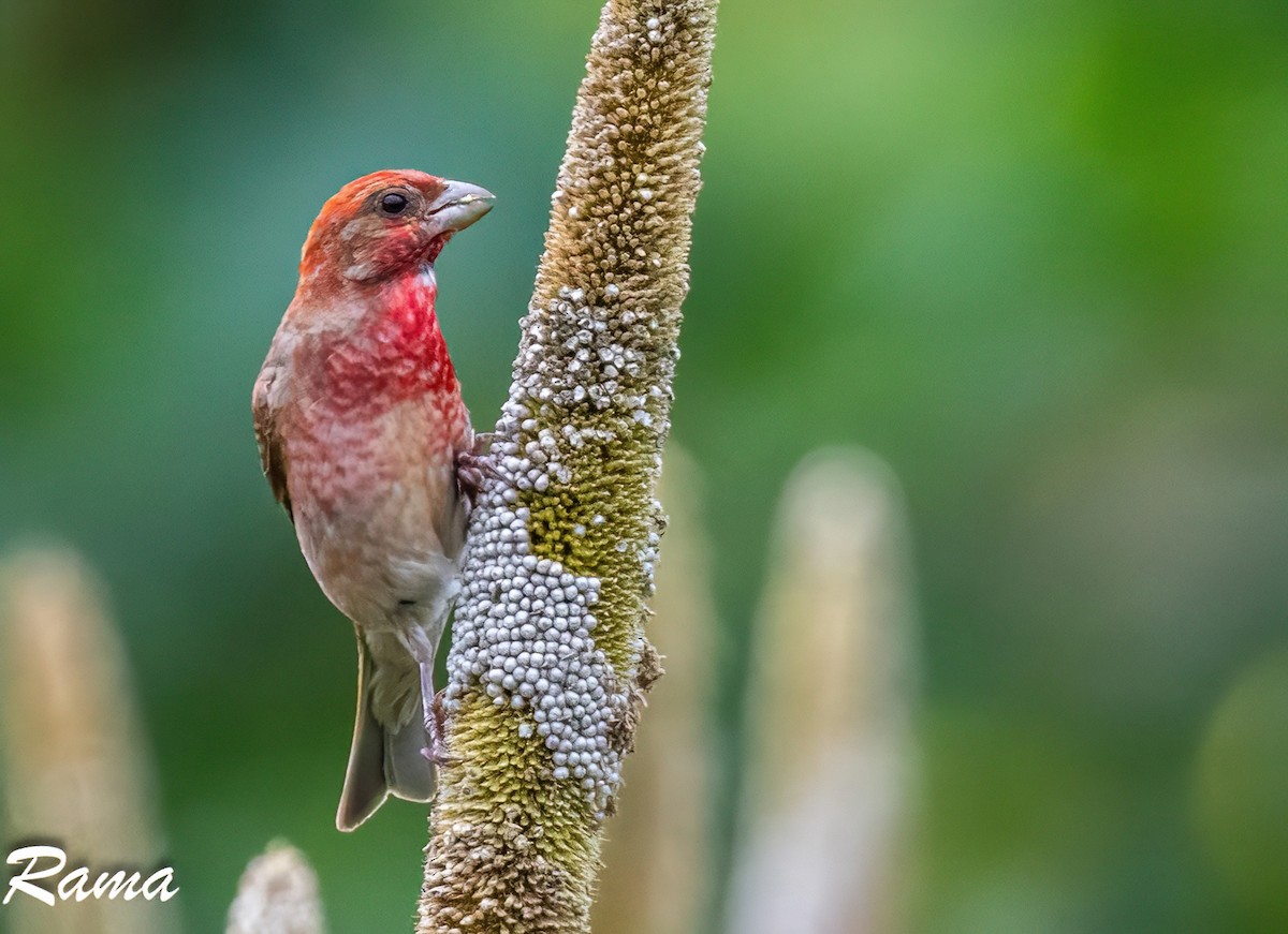 Common Rosefinch - ML643017556