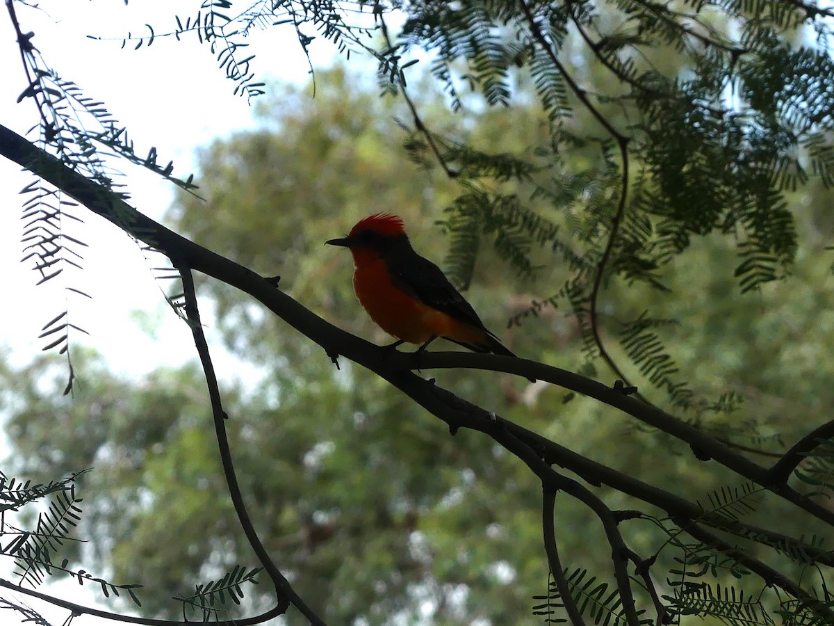 Vermilion Flycatcher - ML643017558