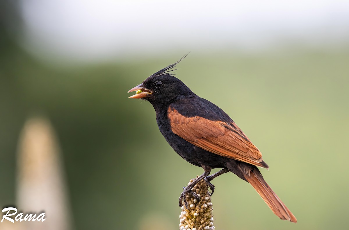Crested Bunting - ML643017559