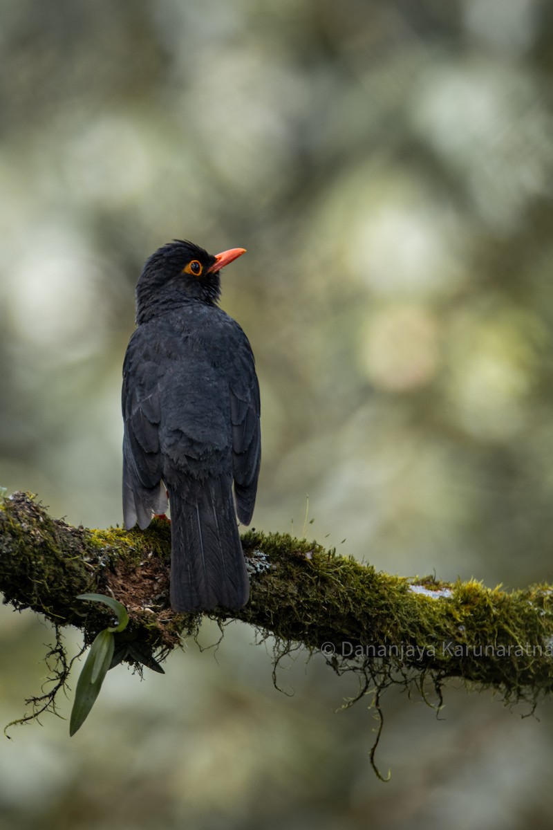 Indian Blackbird (Sri Lanka) - ML643017561