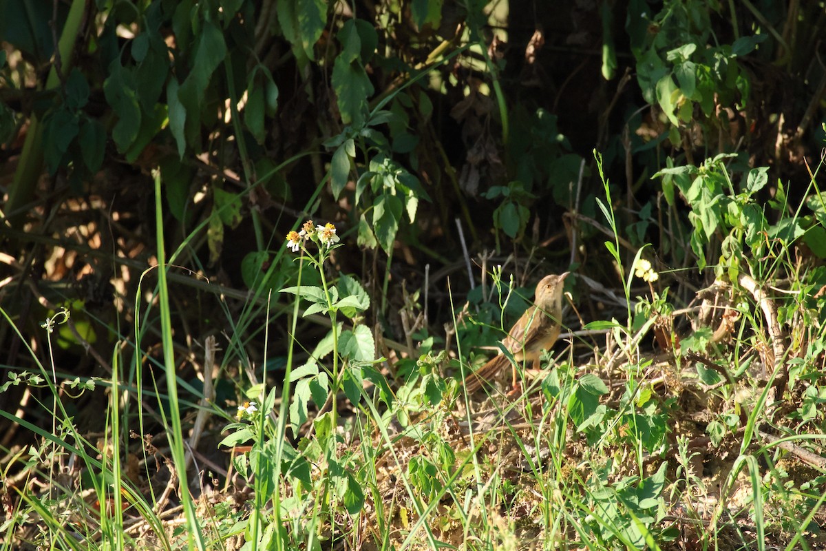 Prinia simple - ML643017562