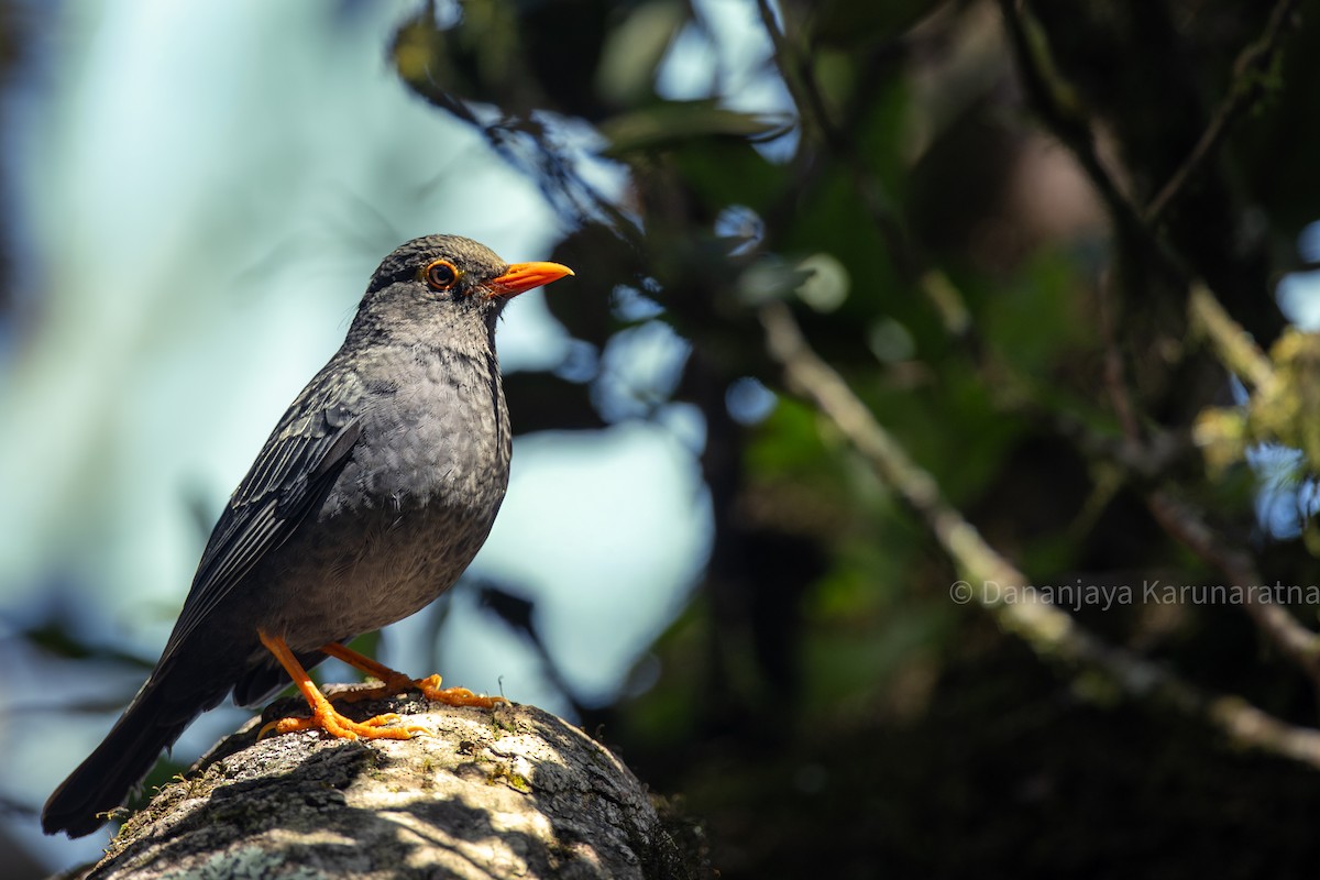 Indian Blackbird (Sri Lanka) - ML643017563