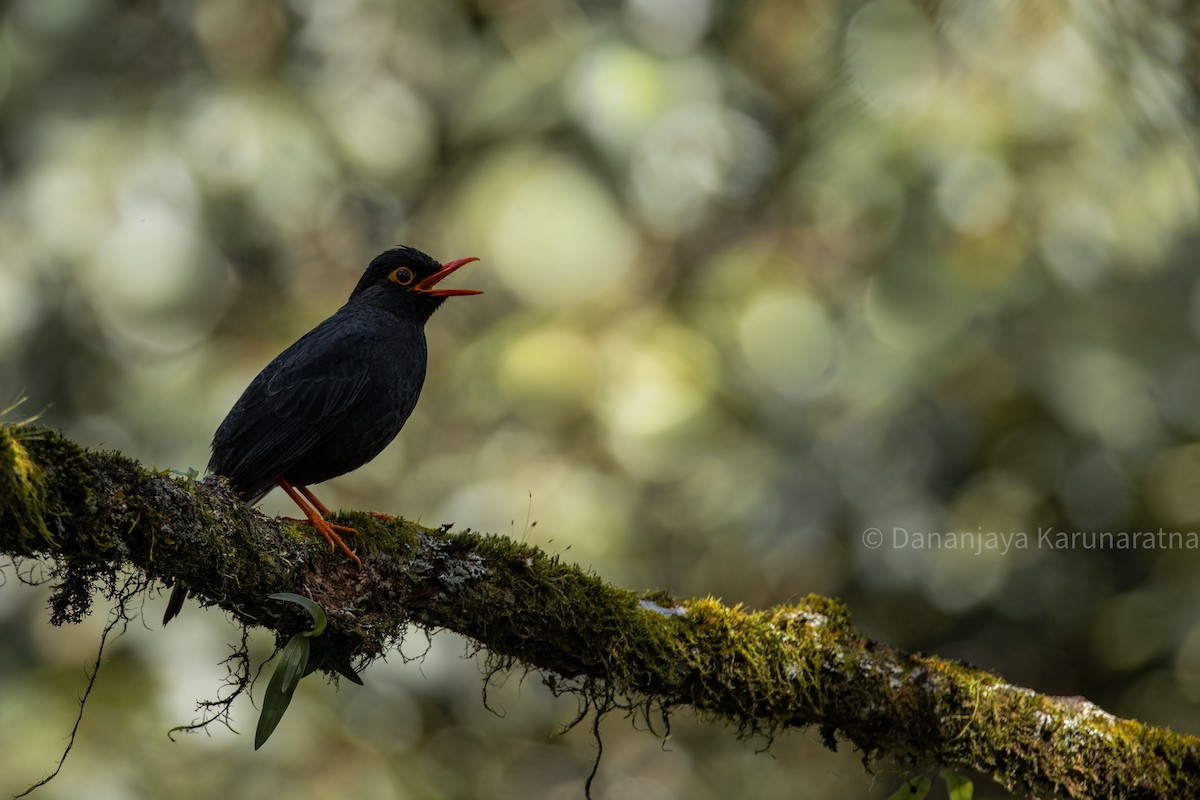 Indian Blackbird (Sri Lanka) - ML643017564