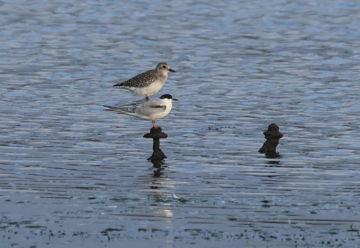 Common Tern - ML643017566