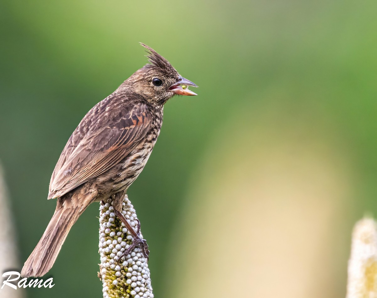 Crested Bunting - ML643017567