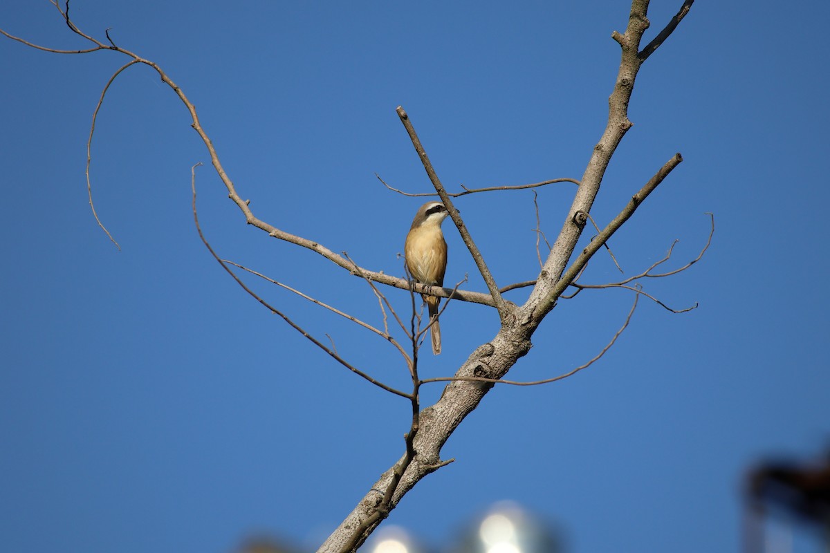 Pie-grièche brune - ML643017572