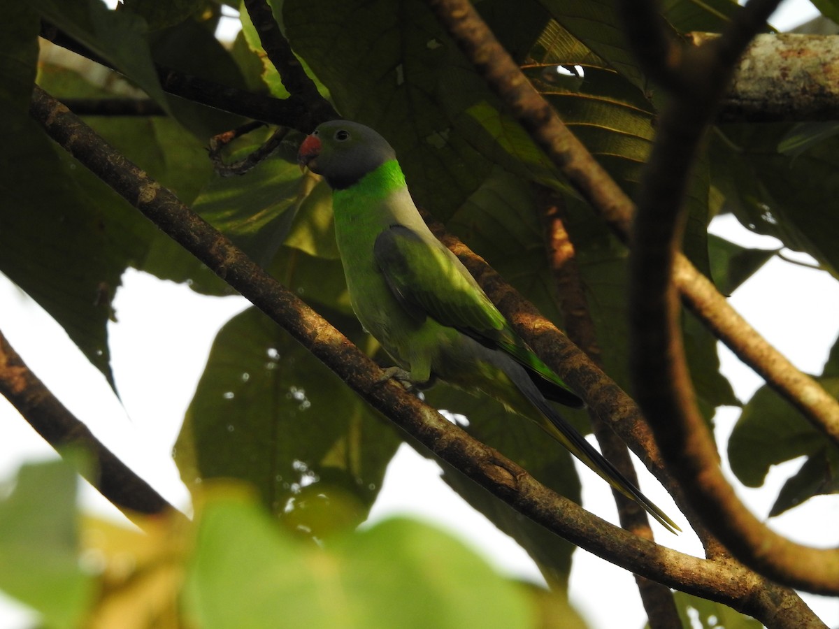 Layard's Parakeet - ML643017573